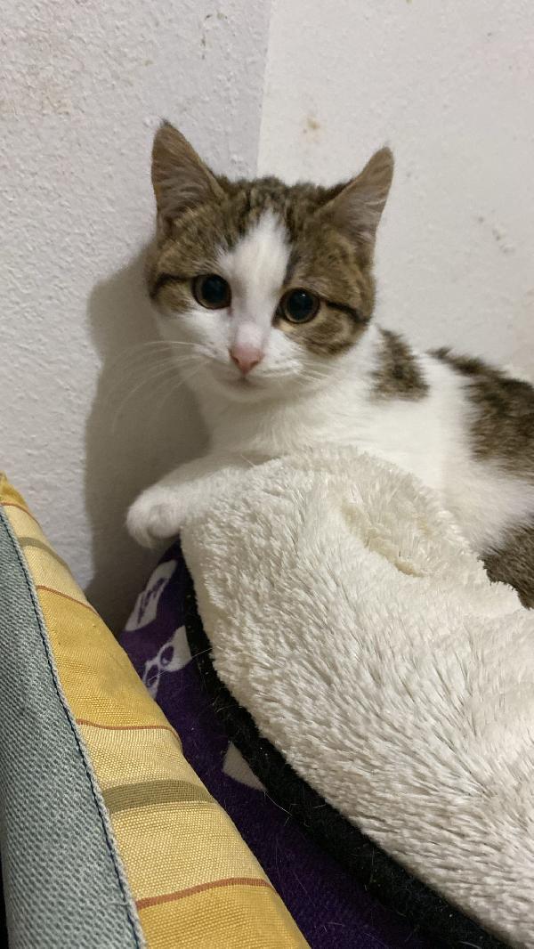 Mamma gatta e la coccola di mamma Foto 5